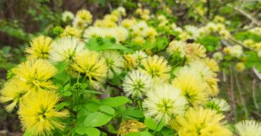 Abarema cochliacarpos (Gomes) Barneby & J.W.Grimes.