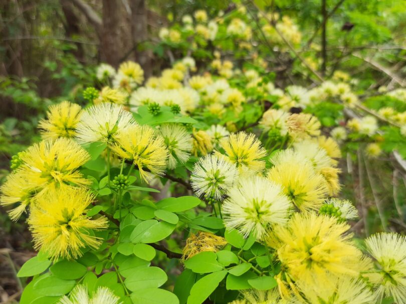 Abarema cochliacarpos (Gomes) Barneby & J.W.Grimes.