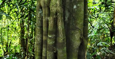 Aspidosperma brasiliense A.S.S.Pereira & A.C.D.Castello