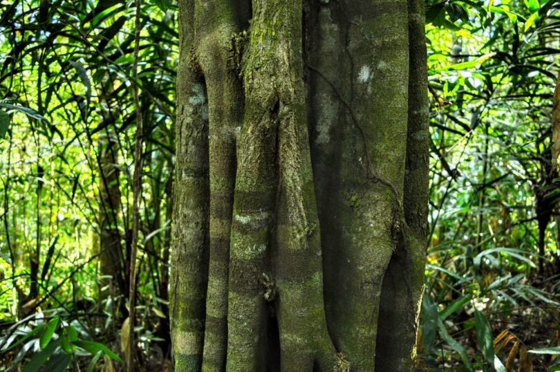 Aspidosperma brasiliense A.S.S.Pereira & A.C.D.Castello