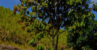 Oiti coró - Couepia rufa Ducke -