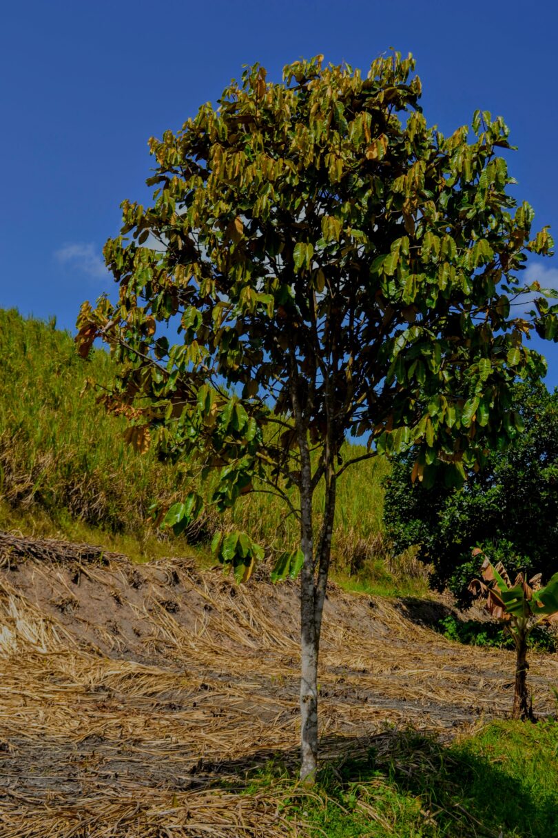 Oiti coró - Couepia rufa Ducke -