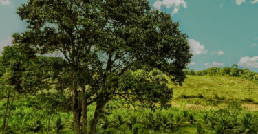 Oiti coró - Couepia rufa Ducke -