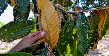 Oiti coró - Couepia rufa Ducke -
