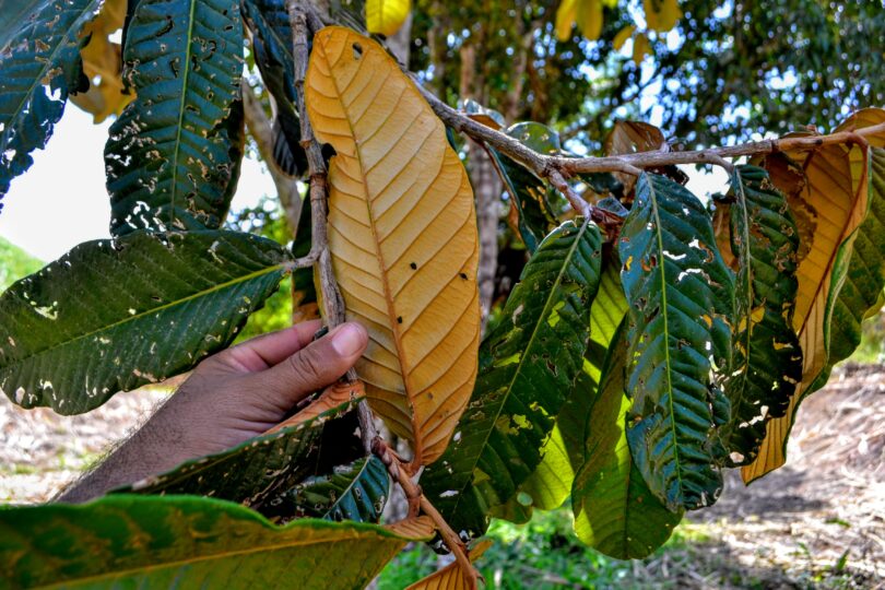 Oiti coró - Couepia rufa Ducke -