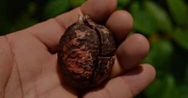 Oiti coró - Couepia rufa Ducke -