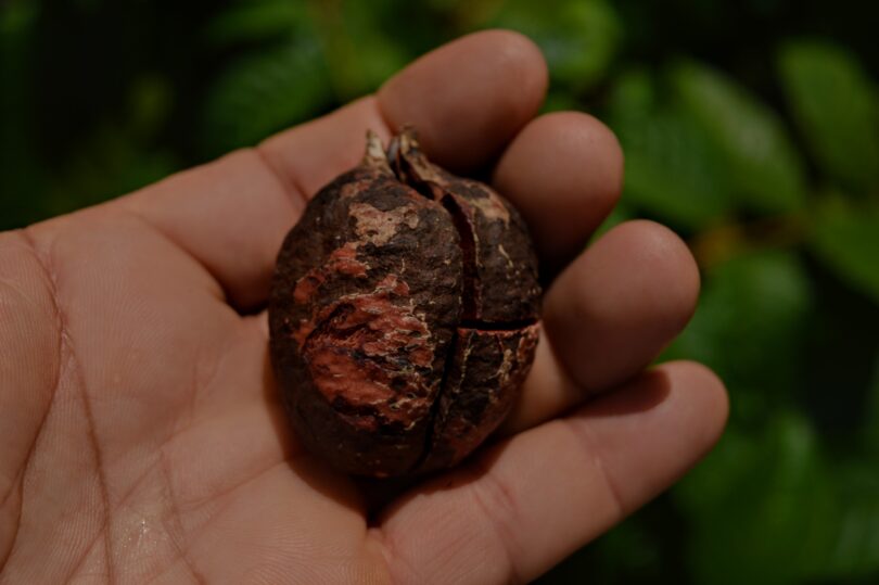 Oiti coró - Couepia rufa Ducke -