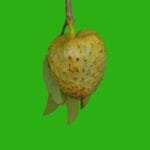 Fruto de Annona glabra