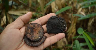 Aspidosperma brasiliense A.S.S.Pereira & A.C.D.Castello