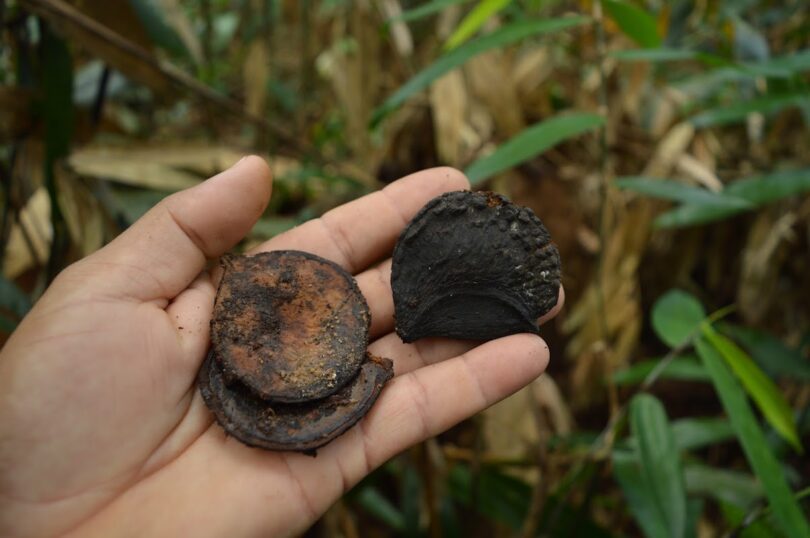 Aspidosperma brasiliense A.S.S.Pereira & A.C.D.Castello