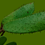 Frutos Pau brasil - Paubrasilia echinata (Lam.) Gagnon, H.C.Lima & G.P.Lewis