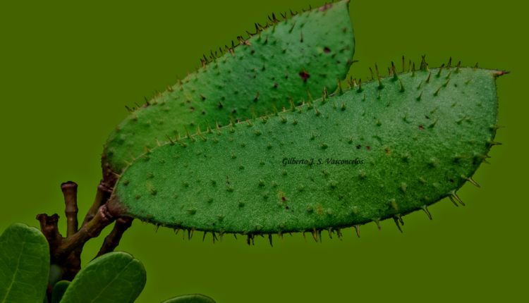 Frutos Pau brasil - Paubrasilia echinata (Lam.) Gagnon, H.C.Lima & G.P.Lewis