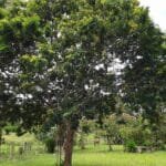 Frutos Pau brasil - Paubrasilia echinata (Lam.) Gagnon, H.C.Lima & G.P.Lewis
