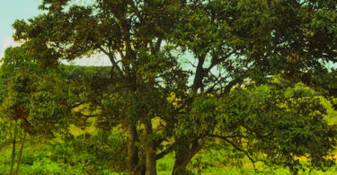 Oiti coró - Couepia rufa Ducke - face abaxial.JPG