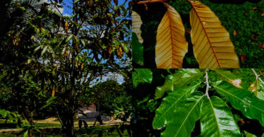 Oiti coró - Couepia rufa Ducke -