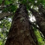 Pau brasil nativo de pau brasil produção em alagoas