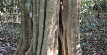 Aspidosperma brasiliense A.S.S.Pereira & A.C.D.Castello