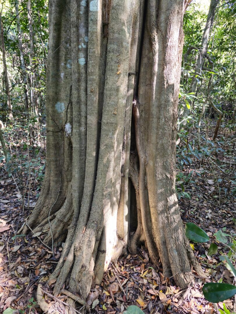 Aspidosperma brasiliense A.S.S.Pereira & A.C.D.Castello