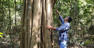Aspidosperma brasiliense A.S.S.Pereira & A.C.D.Castello