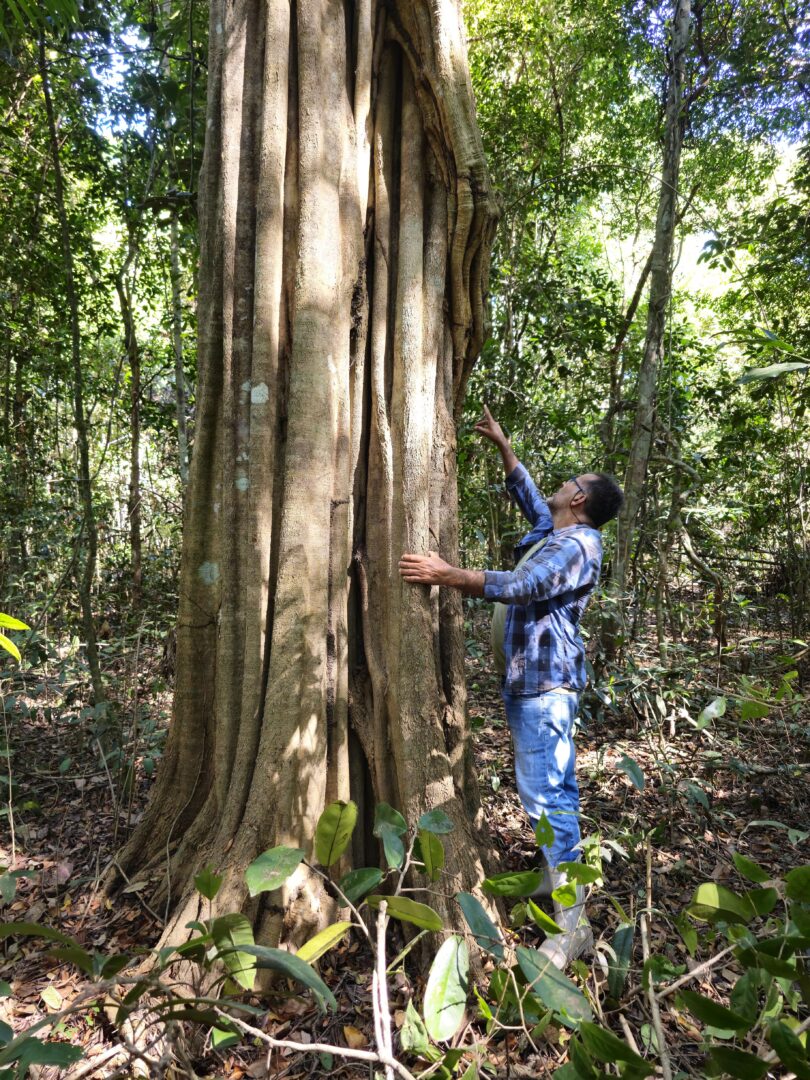 Aspidosperma brasiliense A.S.S.Pereira & A.C.D.Castello
