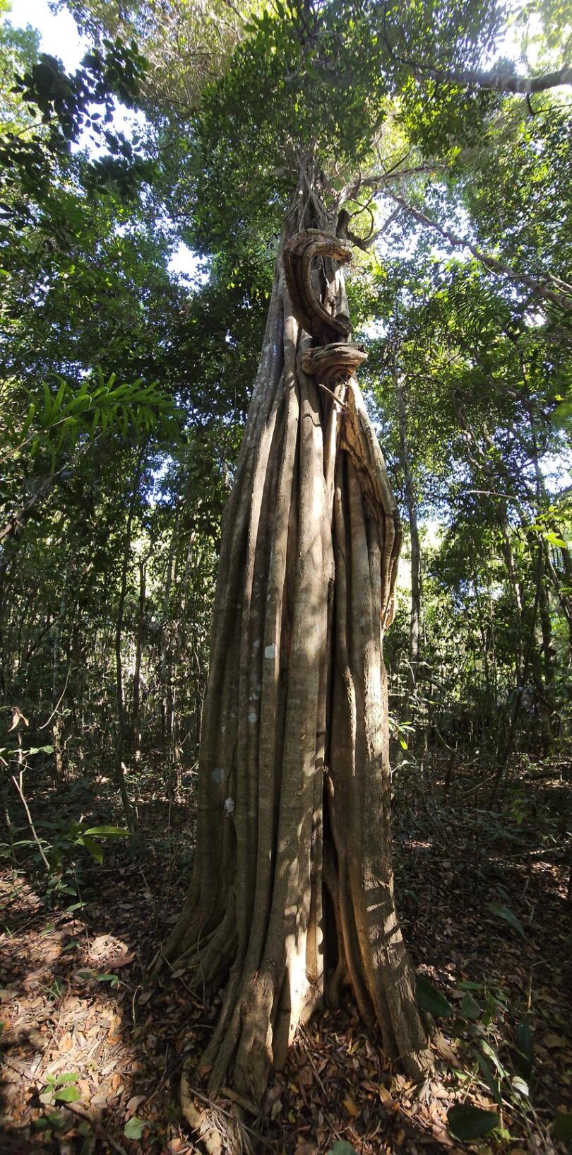Aspidosperma brasiliense A.S.S.Pereira & A.C.D.Castello