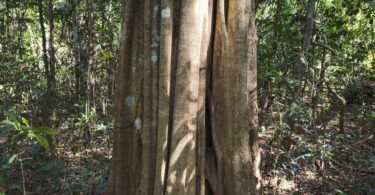 Aspidosperma brasiliense A.S.S.Pereira & A.C.D.Castello