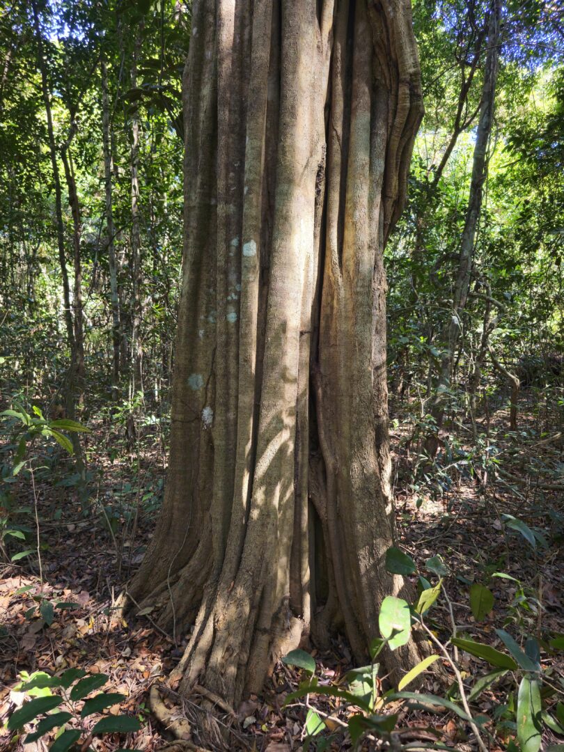 Aspidosperma brasiliense A.S.S.Pereira & A.C.D.Castello