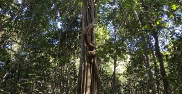 Aspidosperma brasiliense A.S.S.Pereira & A.C.D.Castello