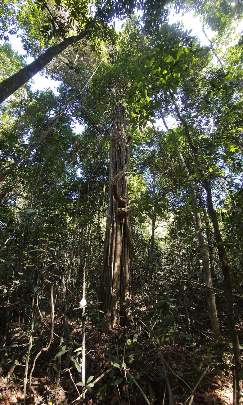 Aspidosperma brasiliense A.S.S.Pereira & A.C.D.Castello