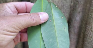 Aspidosperma brasiliense A.S.S.Pereira & A.C.D.Castello