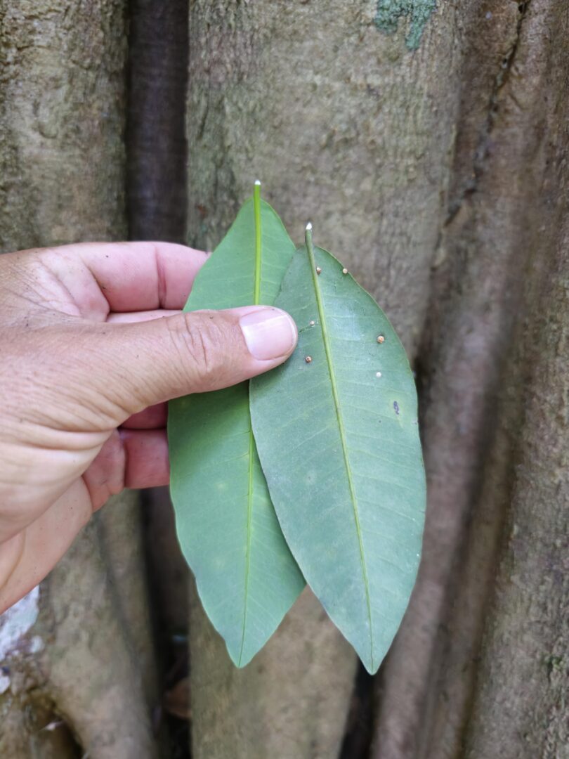 Aspidosperma brasiliense A.S.S.Pereira & A.C.D.Castello