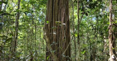 Aspidosperma brasiliense A.S.S.Pereira & A.C.D.Castello