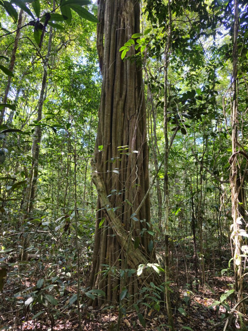Aspidosperma brasiliense A.S.S.Pereira & A.C.D.Castello