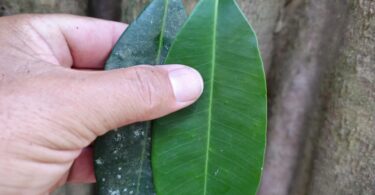 Aspidosperma brasiliense A.S.S.Pereira & A.C.D.Castello