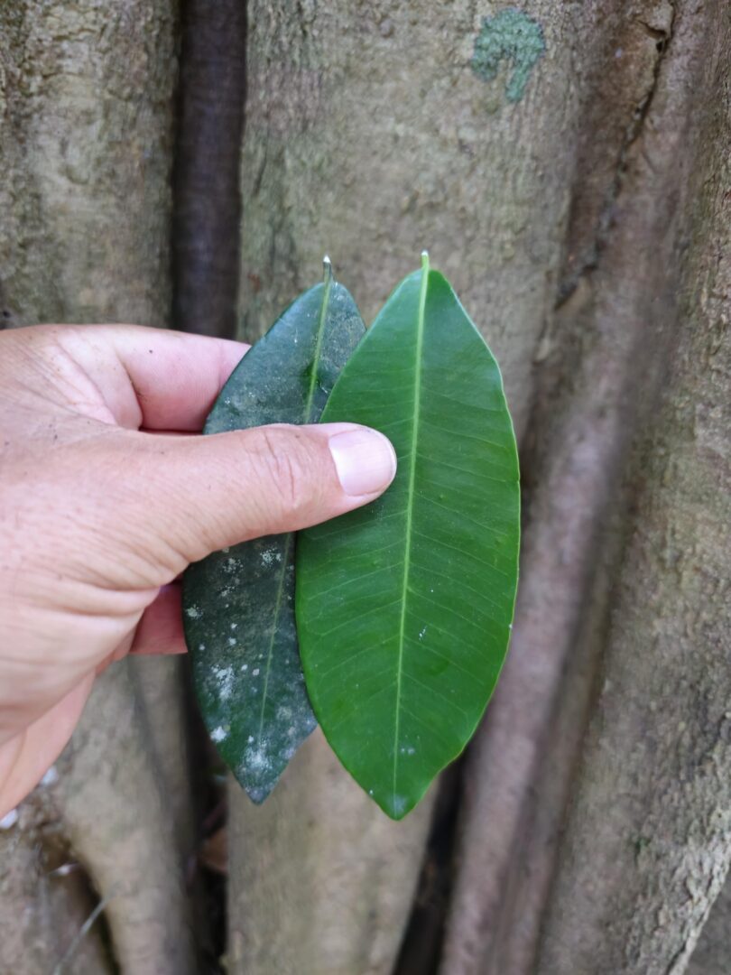 Aspidosperma brasiliense A.S.S.Pereira & A.C.D.Castello