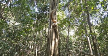 Aspidosperma brasiliense A.S.S.Pereira & A.C.D.Castello