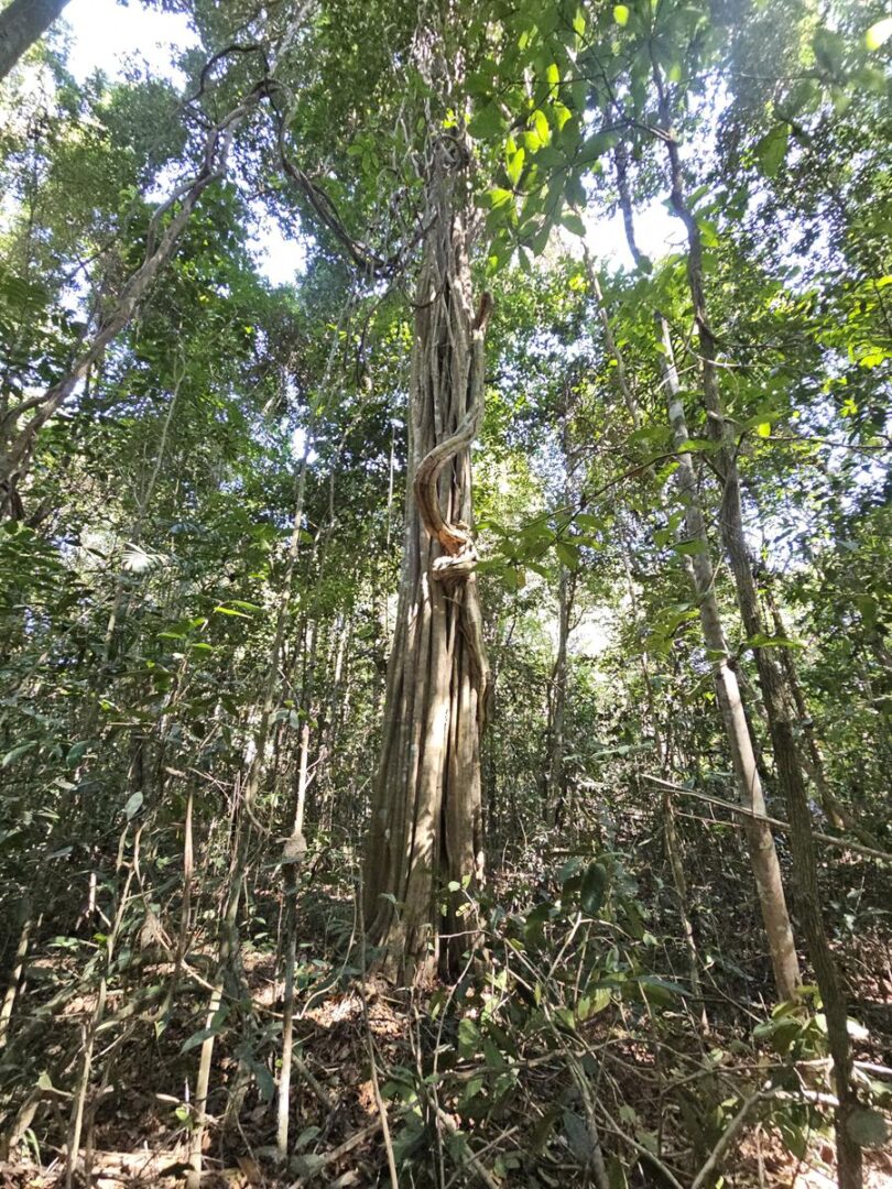 Aspidosperma brasiliense A.S.S.Pereira & A.C.D.Castello