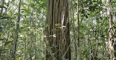 Aspidosperma brasiliense A.S.S.Pereira & A.C.D.Castello