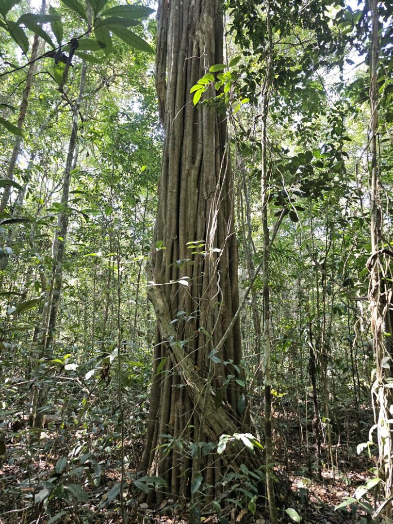 Aspidosperma brasiliense A.S.S.Pereira & A.C.D.Castello