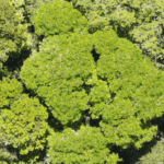Sementes de pau brasil produção em alagoas .jpg