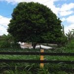 Pau brasil nativo de pau brasil produção em alagoas .jpg