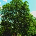 Pau brasil nativo de pau brasil produção em alagoas .jpg