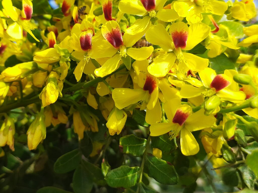 Paubrasilia echinata (Lam.)