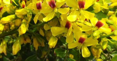 Paubrasilia echinata (Lam.)