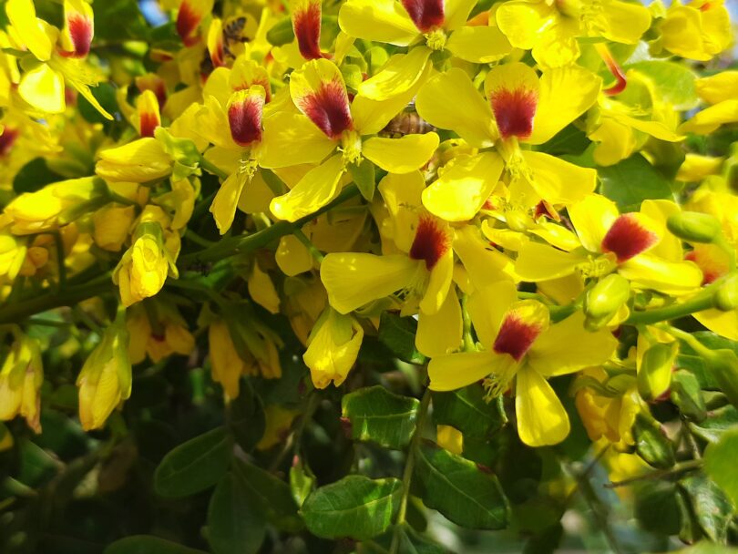 Paubrasilia echinata (Lam.)