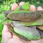 Sementes de pau brasil produção em alagoas .jpg