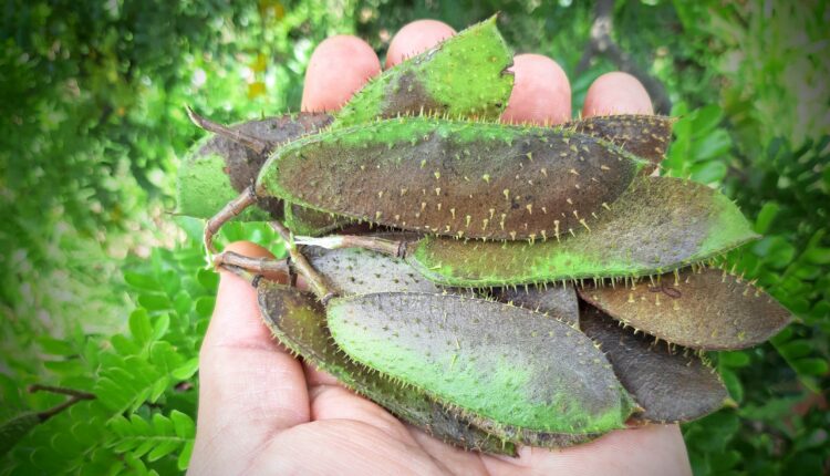 Sementes de pau brasil produção em alagoas .jpg