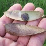 Sementes de pau brasil produção em alagoas .jpg