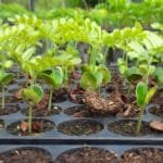 mudas de pau brasil produção em alagoas