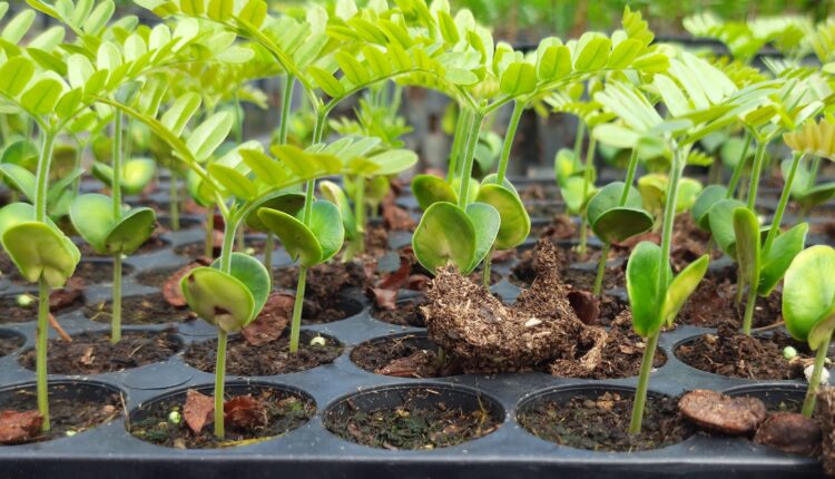 mudas de pau brasil produção em alagoas